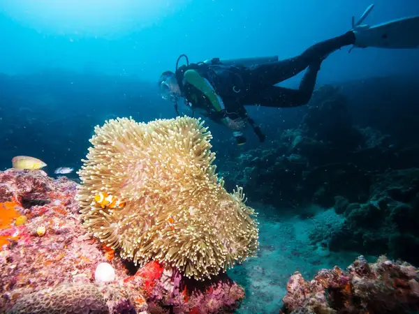 Diving in Phuket
